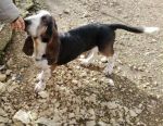 GIOTTO_BASSET1