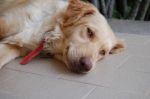 GRETEL2