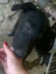 GUENDA1