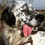 GULLIVER1
