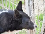 Grottaferratafido_bimba2