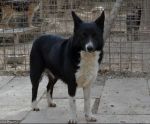 Grottaferratafido_bimba3