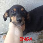 INGA_TILDA1