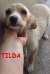 INGA_TILDA2
