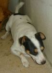 JACK_russel1