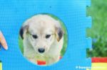 JASMINE_584_-_2
