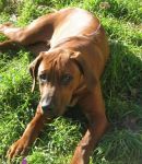 JASPER_1_ZAMPETTE_AMICHE_1