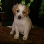 KIWI_2
