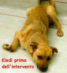KLEDI