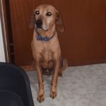 LEON_2