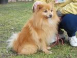 LUCKY_pomerania1