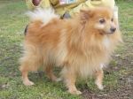 LUCKY_pomerania2