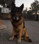 LUPPOLO2