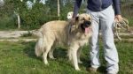 Leo1_copy_copy