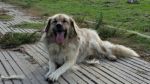 Leo2_copy