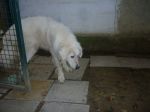 Lillo3