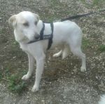 LillyGiorgio1