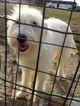 Lino_lagotto2