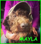 MAYLA-NEW_4