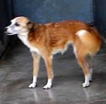MIJOL1