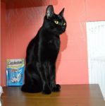 MORGANA_1_copy