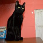 MORGANA_2_copy