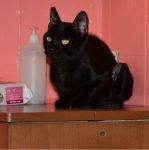 MORGANA_4