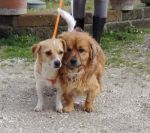 Macchietta_e_Pipino3