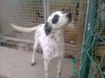 Mancha1
