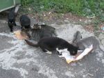 MiciPomezia11