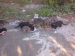 MiciPomezia21