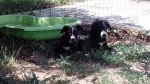 Mila_e_muriel_140456