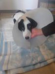 Milka_in_convalescenza_dopo_loperazione__tendi_la_zampa