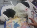 Milka_soccorsa_dal_veterinario__tendi_la_zampa_copy