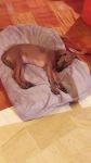 Milla_20161114-WA0006_2