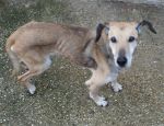Morgan_ex_cinodromo_21.3.2013_n._1