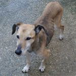 Morgan_ex_cinodromo_21.3.2013_n._2