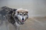 NALI