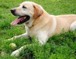 Nelson_2