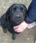 Nerone1