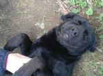 Nerone2