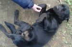 Nerone3