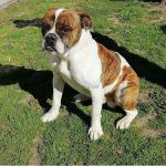 ORESTE_2_copy
