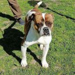 ORESTE_3_copy