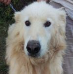 ORSO2