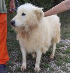 ORSO4