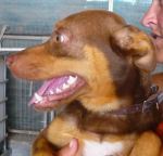 Otto1