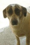 PEGGY-SUE