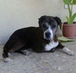 PEGGY2