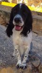 PONGO1